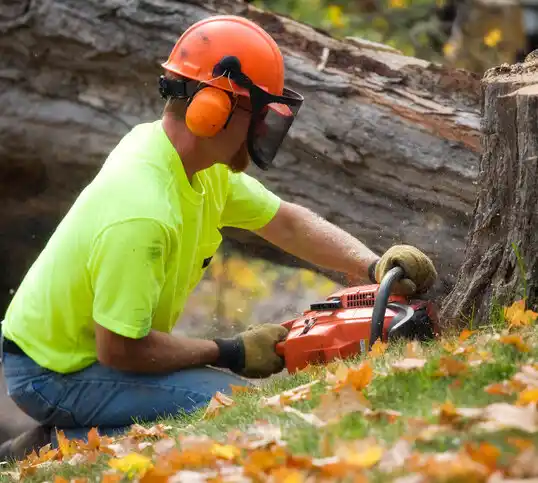 tree services North Corbin